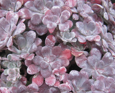 Sedum spathulifolium 